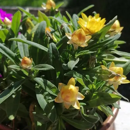 Gasthof Italaforesteria