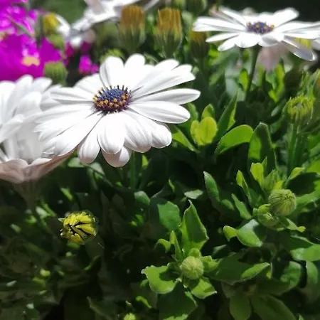 Italaforesteria Gasthof Lavone